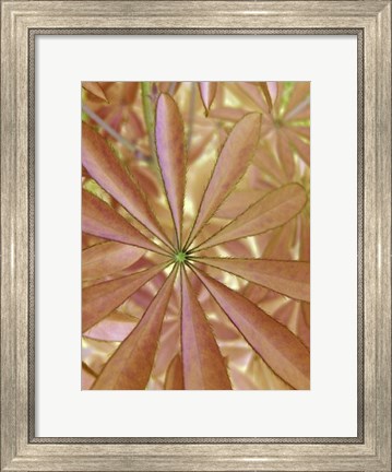 Framed Woodland Plants in Red II Print