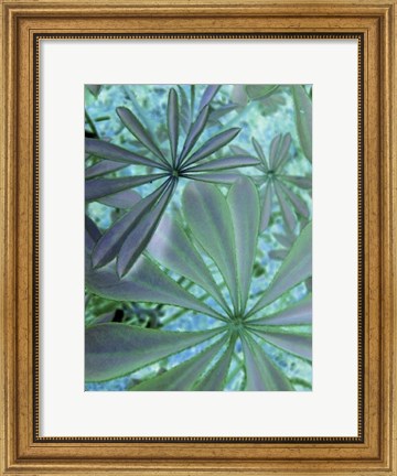 Framed Woodland Plants in Blue III Print