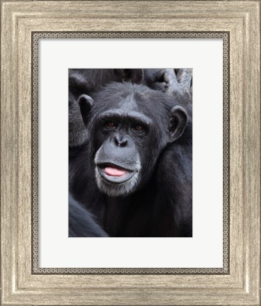 Framed Funny face monkey Print