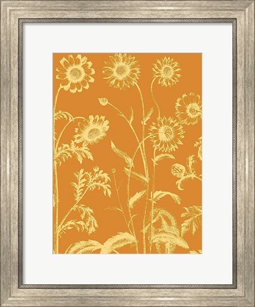 Framed Chrysanthemum 20 Print