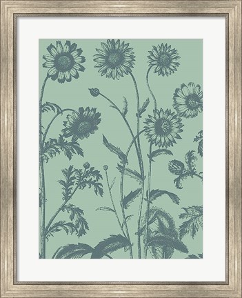 Framed Chrysanthemum 8 Print