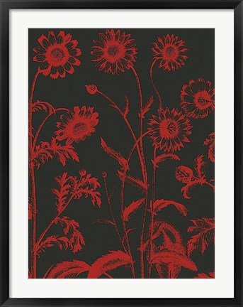 Framed Chrysanthemum 10 Print
