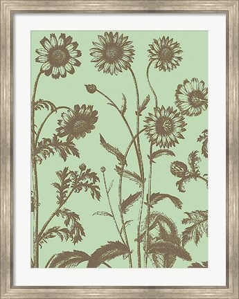 Framed Chrysanthemum 11 Print