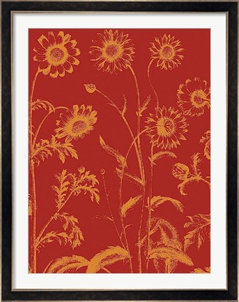 Framed Chrysanthemum 16 Print