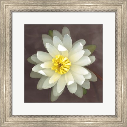 Framed Water Lily Print