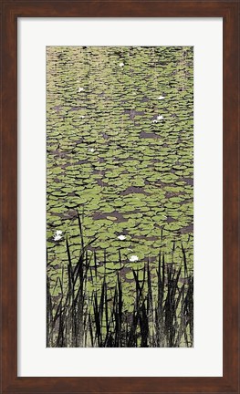 Framed Lily Pond II Print