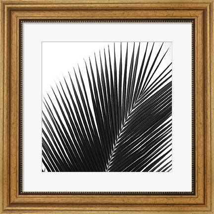 Framed Palms 14 (detail) Print
