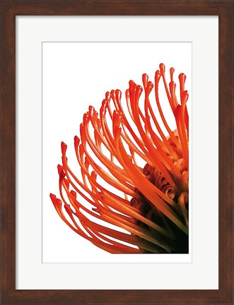 Framed Orange Protea 4 Print