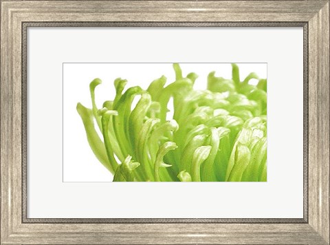 Framed Green Bloom 1 Print