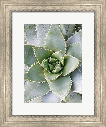 Framed Cactus 3 Print