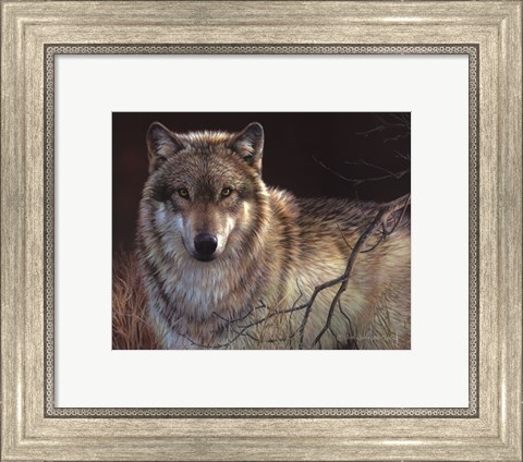 Framed Uninterrupted Stare- Gray Wolf Print