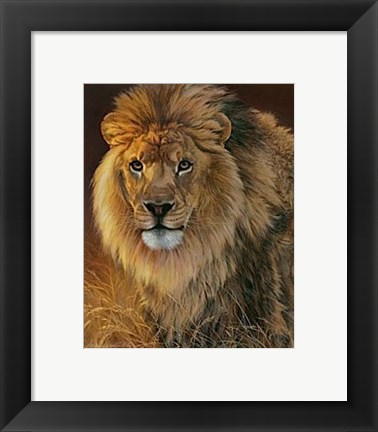 Framed Power and Presence- African Lion Print
