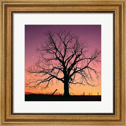 Framed Arboral Afterglow Print