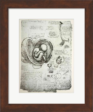 Framed Human Fetus in the Womb Print
