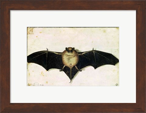 Framed Bat, 1522 Print