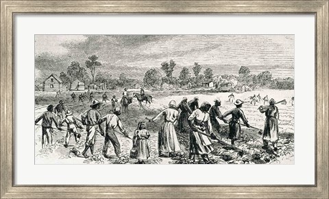 Framed Labour in the Cotton Fields, Hoeing the Young Plants Print