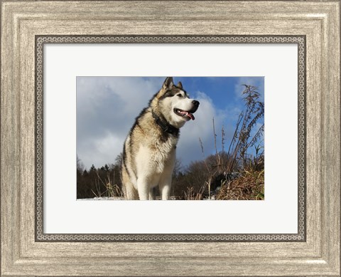 Framed Alaskan Malamute Dog Print