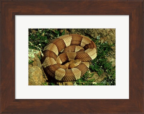 Framed Broad Banded Copperhead Coiled Snake Print