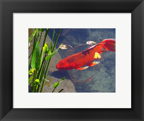 Framed Red Goldfish Print