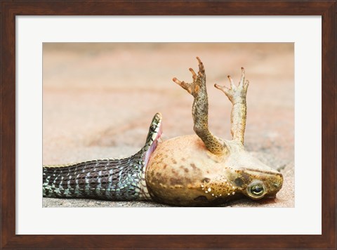 Framed Close-up of a snake eating a frog Print