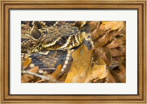 Framed Eastern Diamondback rattlesnake Print