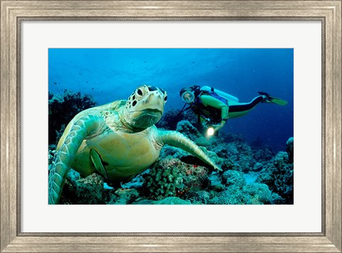 Framed Green Sea turtle - ocean Print
