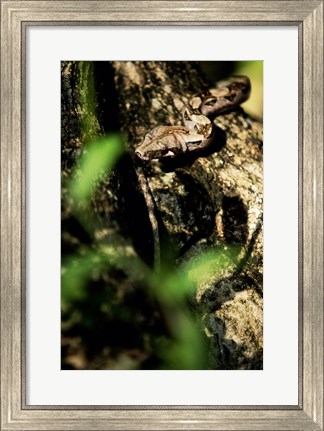 Framed Close-up of a snake on the branch of a tree Print