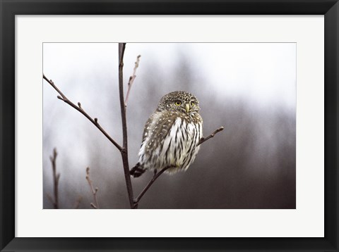 Framed Pygmy Owl Print