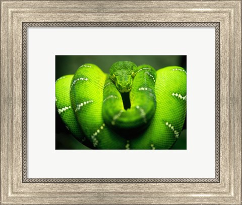 Framed Green Emerald Tree Python Snake Print