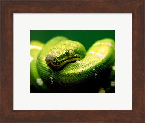 Framed Light Green Emerald Tree Boa Snake Print