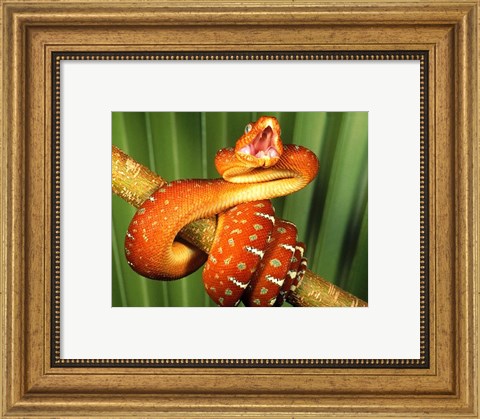 Framed Orange Red Snake on Tree Print