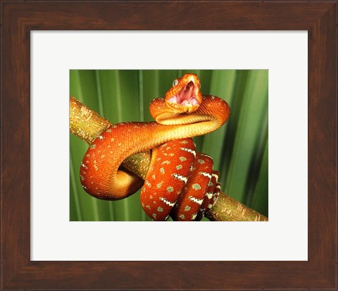Framed Orange Red Snake on Tree Print