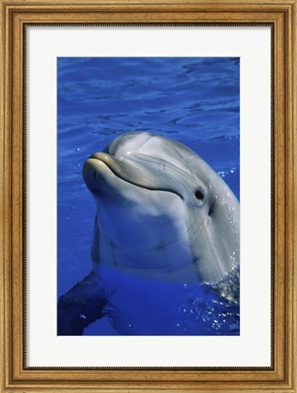 Framed Dolphins Sea World San Diego, California USA Print