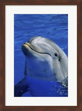 Framed Dolphins Sea World San Diego, California USA Print