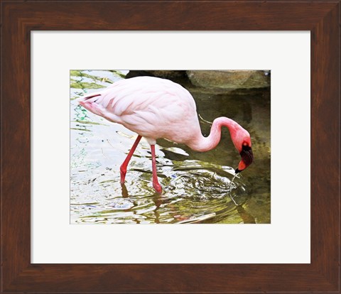 Framed Flamingo in River Print