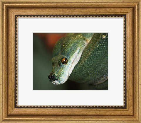 Framed Green Tree Python Print