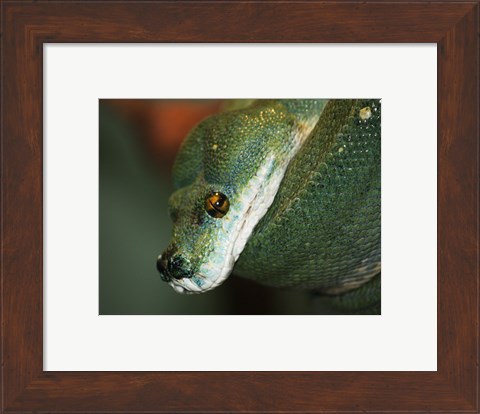 Framed Green Tree Python Print