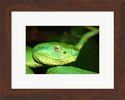 Framed Palm Pit Viper Print