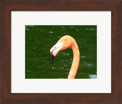 Framed Phoenicopteridae Flamingo Print