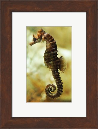 Framed Tan Seahorse Print
