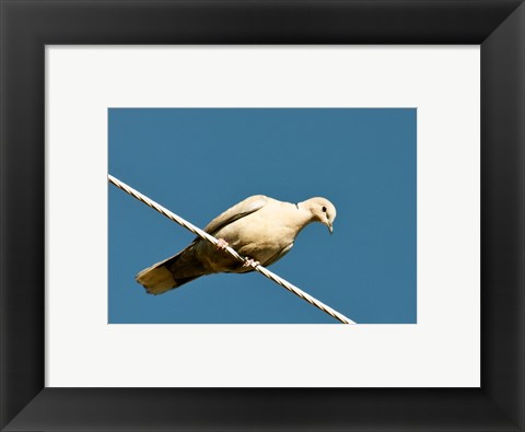 Framed Early Evening Eurasian Collared Dove Print