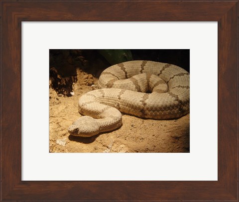 Framed Viper photograph Print