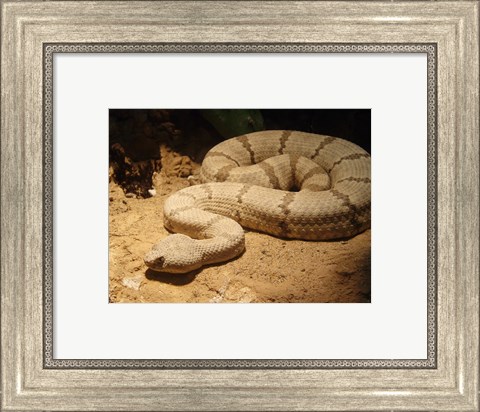 Framed Viper photograph Print
