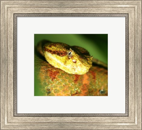 Framed Yellow Eyelash Viper up close Print