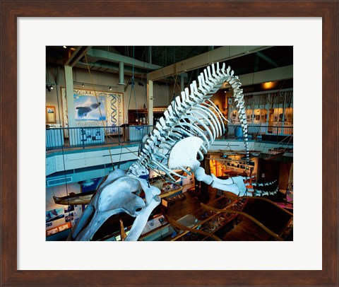 Framed Humpback whale skeleton hanging in a museum, Hawaii Maritime Center, Honolulu, Oahu, Hawaii, USA Print