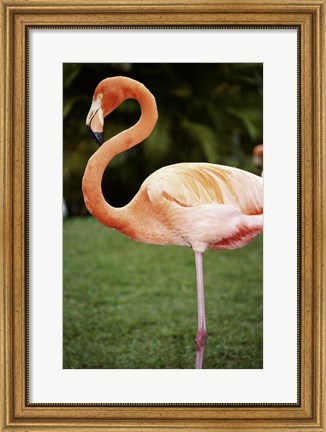 Framed American Flamingo Print