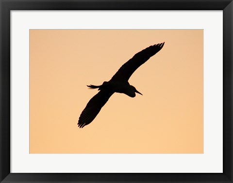 Framed Great White Egret in Flight at Twilight, Venice Rookery, Venice, Florida, USA Print