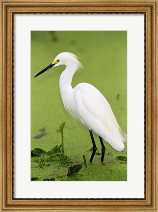 Framed Close-up of a Snowy Egret Wading in Water Print