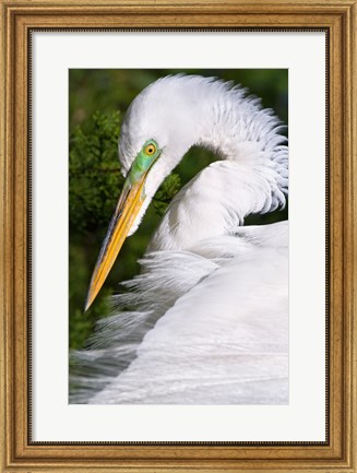 Framed Great Egret - up close Print
