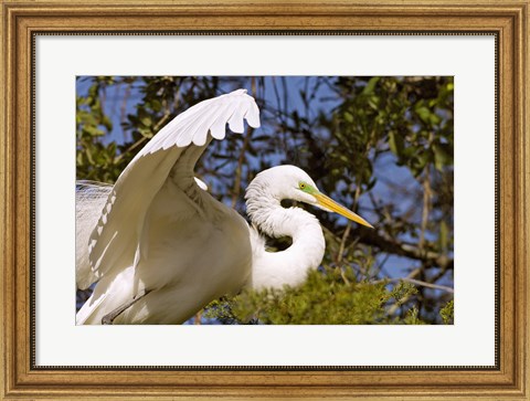 Framed Great Egret - open wings Print